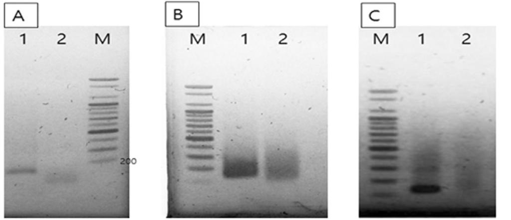 However, fluorescence from Negative was passed through the base line on 30.88 cycles, on the time of 79 min 24 sec.., template Real-time PCR 30.88 Ct ( 79 24 ), DNA, 35 cycles( 90 ) 1521 (Fig. 2).