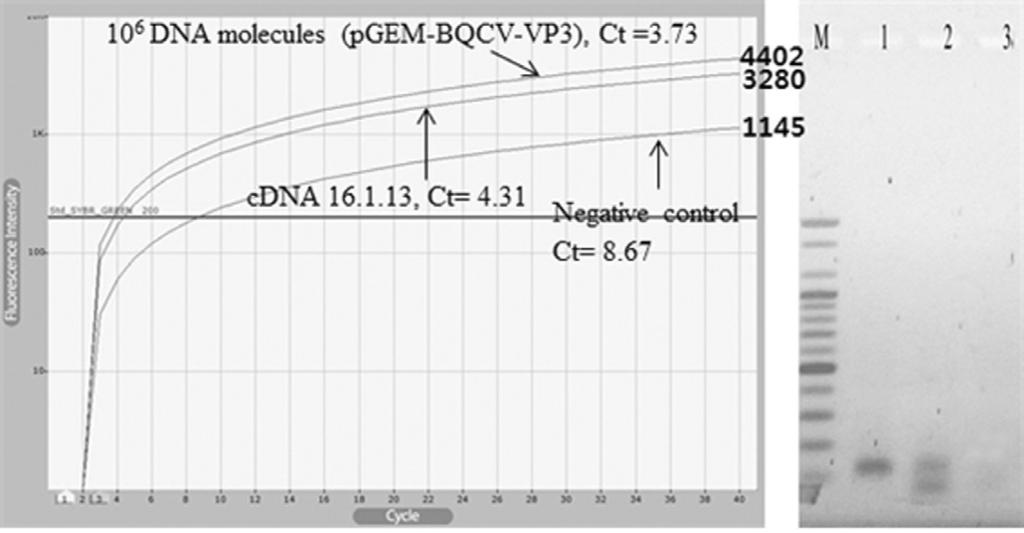46 Fig. 4. Amplification of BQCV-VP3 sequences from cdna using real-time RPA. cdna from BQCV-infected honeybee was used for the template of Real-time RPA.