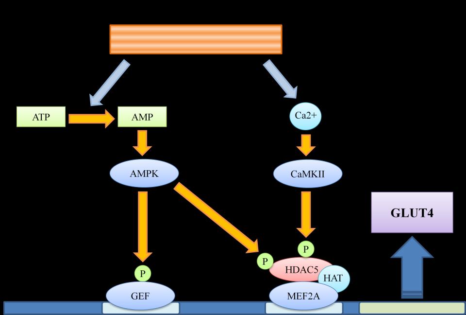 Figure 1.2 The molecular signaling pathways involved in contraction-induced GLUT4 gene activation.