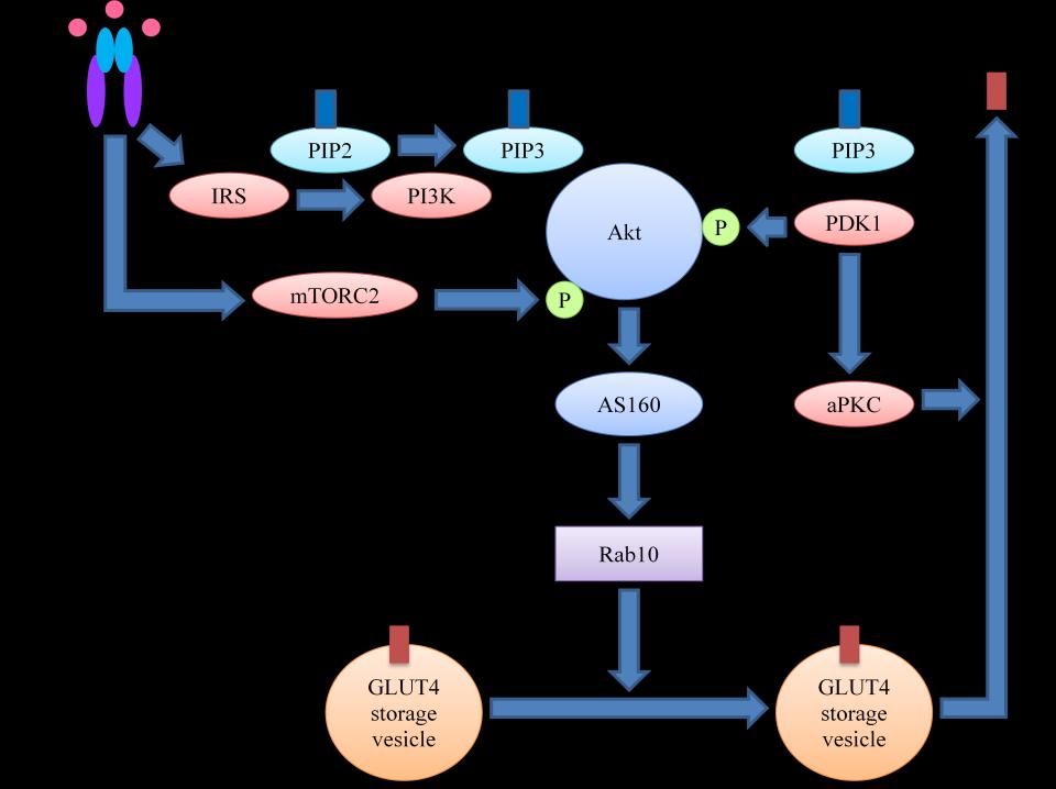 Figure 1.4 Signaling pathways for GLUT4 translocation in adipocytes.