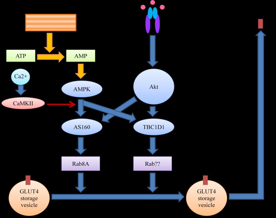 Figure 1.6 Signaling pathways for GLUT4 translocation in muscle cells. Contraction through energy depletion leads to activation of AMPK (AMP-activated protein kinase).