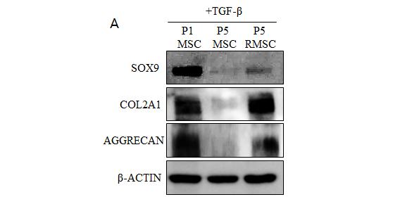 Figure 5. The protein expression of chondrogenic markers in MSCs following chondrogenic differentiation.