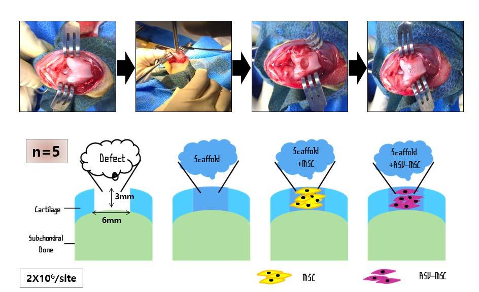 4. Enhanced cartilage regeneration potential in vivo To identify whether the continuous treatment of RSV to MSCs could acquire increased cartilage regeneration capacity in vivo, we have developed
