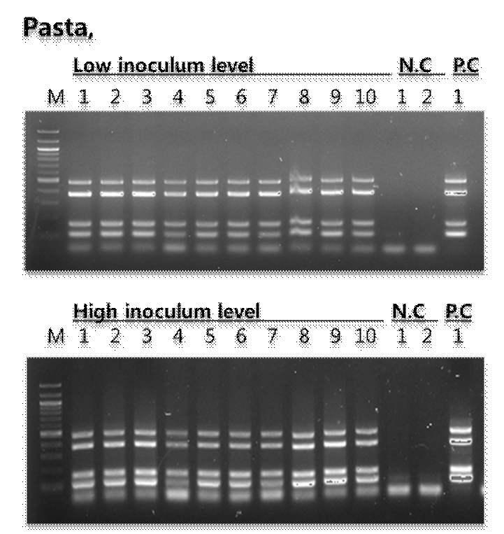 그림 3.30 제 3 실험실에서수행된 multiplex PCR detection kit 에대한