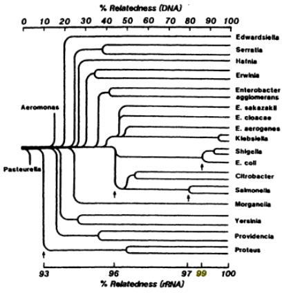 그림 4.8 Enterobacteriaceae 의 DNA 및