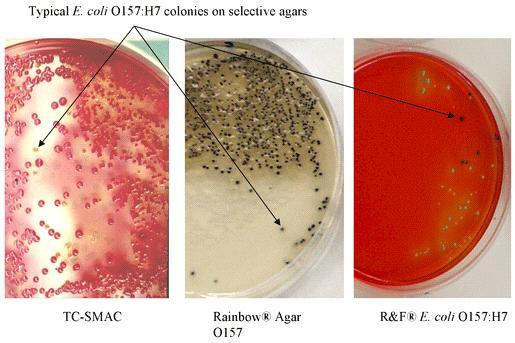 그림 2.1 USDA 에서 O157:H7 의검출의사용되는크롬아가 (Rainbow agar) Target Product Method Company Escherichia coli GENE-TRAK
