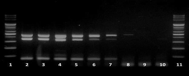 그림 3.8 Gel electrophoresis results of multiplex PCR using 2nd set of primers in 10-fold serial dilutions of artificially B. cereus F4810/72 inoculated food (rice). Lane 1 & 11: size marker; Lane 2, 3.