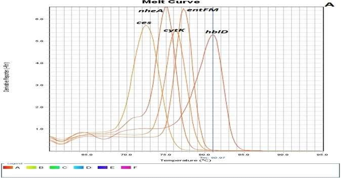 그림 3.9 Melting curves of different genes in singleplex real time PCR (2nd set of primers) using (A) StepOne PCR machine: cytk: Tm 76.21 C, nhea: Tm 75.47 C, entfm: Tm 77.