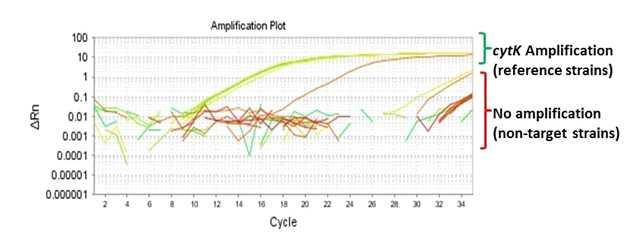 그림 3.10 Amplification plot for cytk gene.
