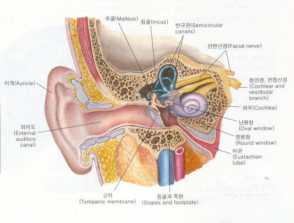 CN 8 청신경 (Acoustic) 청력검사 청력장애 s 신경장애 청력 : 와우 (cochlear) 균형 : 전정