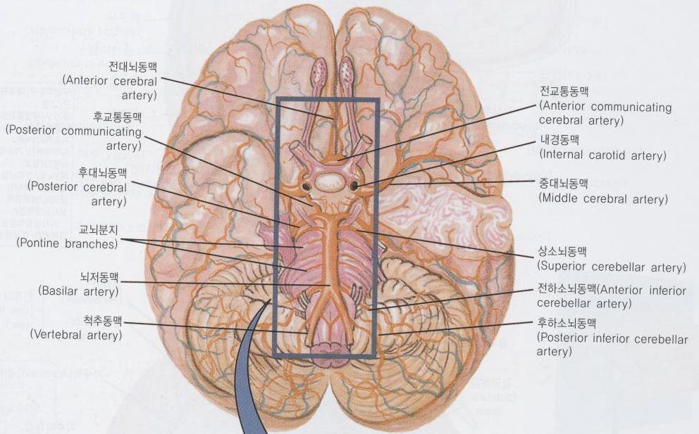 뇌혈관의분포
