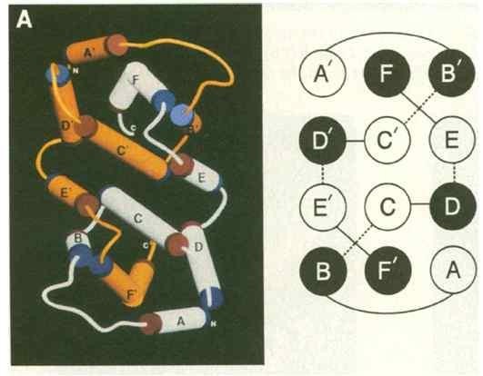 그림 3. 사람인터페론감마의 glycosylation 부위 ( 왼쪽위. 다이아몬주구조가있는곳 ), 3 차구 조.