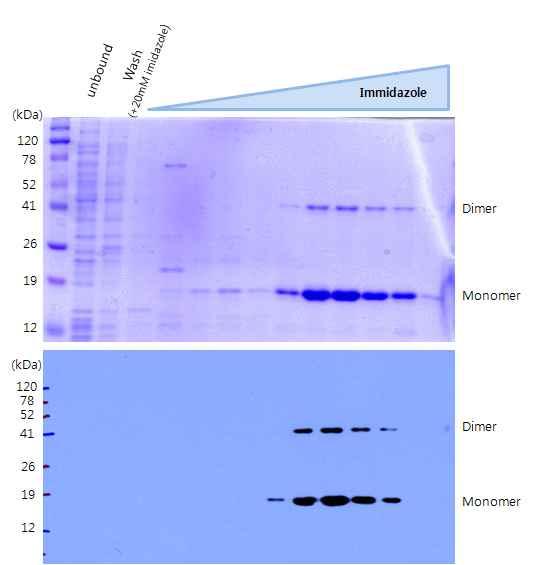 - Human IFN-γ 단백질순수정제 : NTA column, size exclusion (Sephadex G75), endotoxin removing column 이용 (anti-ifn-γ 를이용하여