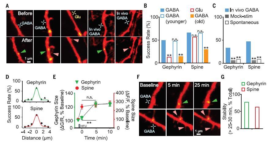 2. 쥐대뇌피질에서 GABA 에의해유도되는시냅스형성 ( 계속 ) GABA induces de novo formation of gephyrin puncta and dendritic spines during early development.