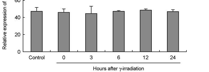 질의발현은감소되었으며 24시간에서는약하게발현됨을알수있었다. 2. RT-PCR 감마선을조사하기전 (control), 감마선조사직후 (0시간), 조사후 3, 6, 12, 그리고 24시간후에 RT-PCR 로확인한난소내인히빈-α 소단위유전자의발현변화를조사하였다. Figure 2에나타낸바와같이감마선조사후 0, 3, 6, 12, 24시간에서인히빈-α 유전자는각각 2.