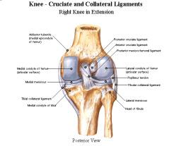 MR Clinical Application 6-4-3-3 Knee joint Trauma 및 Degeneration에의한 knee joint injury는 joint 내에조영제를투입하는 arthrogram이나 arthroscopy등에의해진단을해왔으나,mr의출현으로환자에게고통을주지않고진단을할수있게되었다.