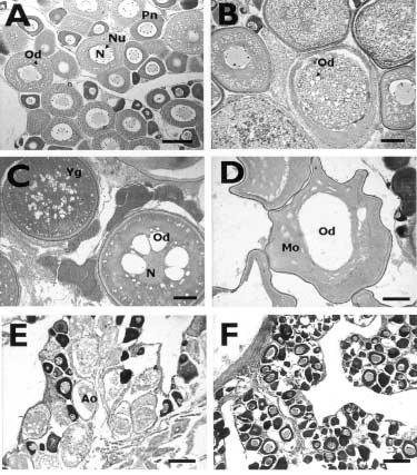 말쥐치의생식년주기 75 Fig. 4. Developmental stages of the ovary in T. modestus. A: early growing stage (Apr.