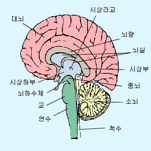 주요부위 하위부위 뇌의주요구분 주요구조물 대뇌피질 - 전두엽, 후두엽, 두정엽, 측두엽으로이루어짐 종뇌 기저핵 - 운동통제관여 - 걷기와같은느리고순차적인운동이나운동의개시에관여 전뇌 변연계 - 대상회, 해마, 중격, 편도체등의전뇌구조물들과유두체, 시상의일부핵등간뇌구조물을포함하는계통구조 - 정서반응조절학습, 기억, 동기등의기능에관여 시상