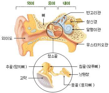 4. 청각 1) 소리의본질 - 소리파 : 파형의강도나크기( 진폭) 로소리의크기를결정, 소리파의주파수는음의고저를나타냄. 우리 귀에주파수가높으면고음으로, 낮으면저음으로들리는것임. 2) 귀의구조와기능 - 듣기위해서소리파형을신경활동으로전화시켜야함.