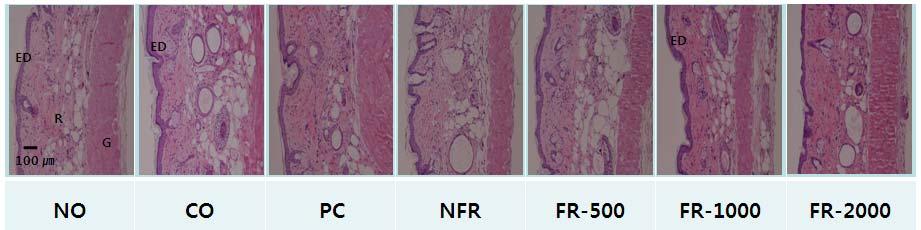 호장근 (Reynoutria elliptica) 발효추출물의 UVB 에의한피부광노화억제효과 373 Fig. 2. Histological appearance of hairless mouse.