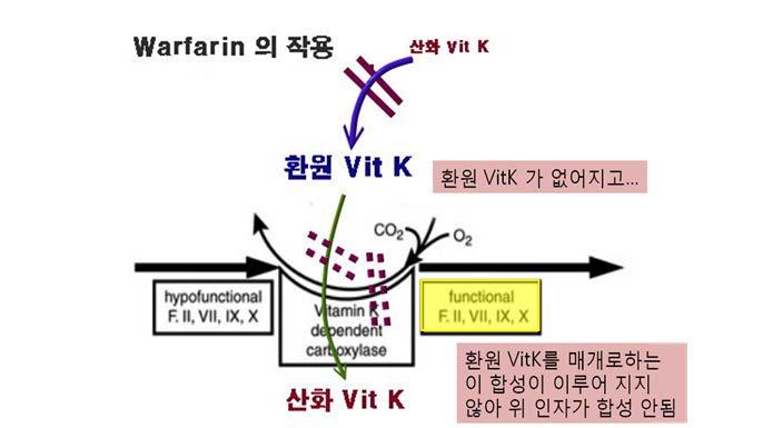 Coumadin - 와파린은간에서생성하는혈액응고인자의새로운합성을저해하는것으로.