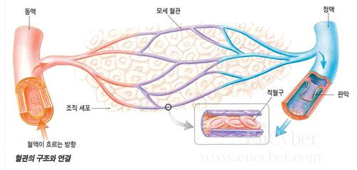 요약 1. 맥관계구조와기능 1) 동맥 : 잘발달된세동맥의평활근이수축하면혈류저항증가 2) 모세혈관 : 동맥과정맥을이어주고조직에영양분공급, 노폐물제거 3) 정맥