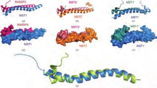 대표적연구사례단백질-단백질상호작용시결합된 unfolding과 binding 메커니즘규명
