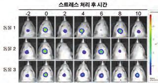 147) 논문명 Inhibition of Cyp4a Reduces Hepatic Endoplasmic Reticulum Stress and Features of Diabetes in Mice(IF: 13.926) 게재지 ( 게재일자 ) Molecular Psychiatry(2014. 10.