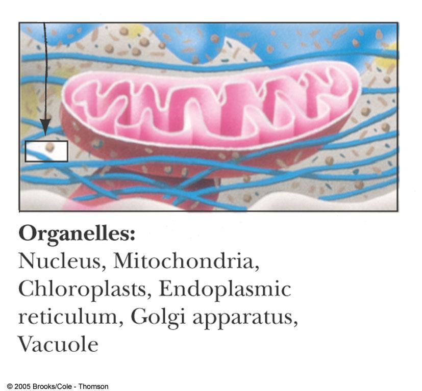 5) Organelles 6) The Cell: