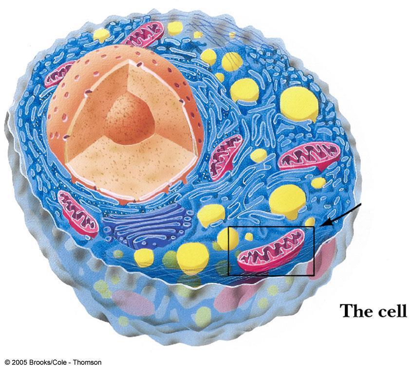 cells, 진핵생물 생체막안에서고유한기능들을수행
