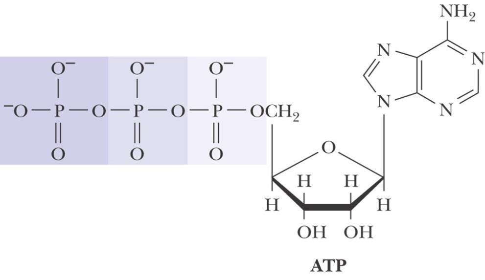 ATP & NADPH ATP 와 NADPH 는에너지를포함하는생화학적으로중요한분자체임 에너지는 ATP ADP