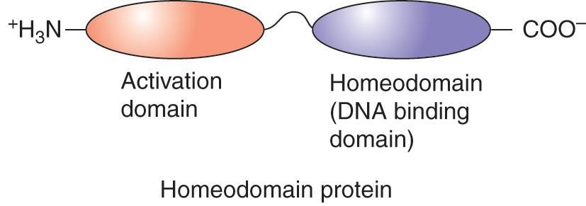 Homeobox proteins have activation and DNA binding domains homeobox protein 은두영역으로되어있으며 N-terminal 은 activation domain 이고