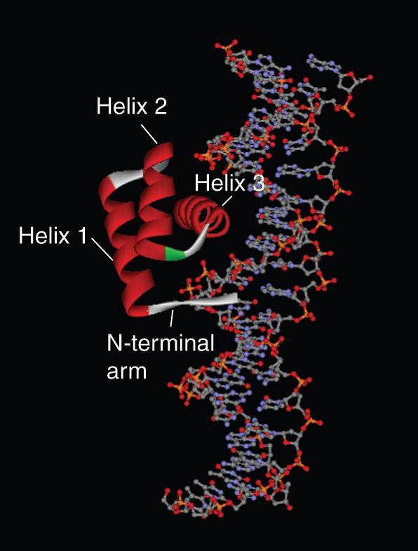 homeodomain 과 DNA 의구조 ; 3 개의 helix 로되었으며 helix1 과 2 는 short loop 로연결되고 helix 2 와 3 는 turn 에의하여연결되어 helix-turn-helix