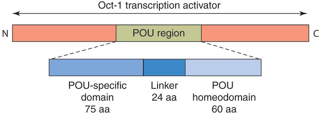 Pou proteins have a homebox and a POU domain POU transcription activator protein 은 histone, immunoglobulin, growth factor 등의발현을조절하며두종류의 helix-turn-helix motif 를갖고있다.