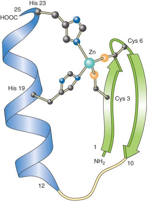 이 sequence motif 를 zinc finger 라고하며 DNA 를잡는데도움이된다.