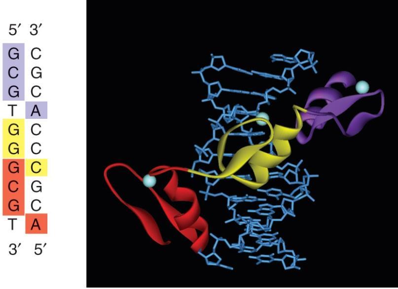 어떻게 zinc finger protein 이 DNA 와결합하는가?