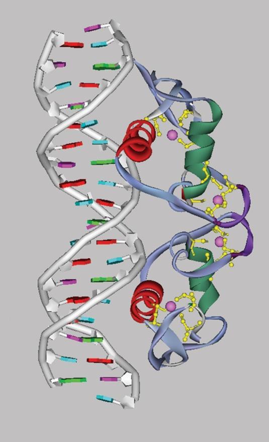 Glucocorticoid receptor binding domain bound to DNA Steroid receptor (Glucocorticoid receptor 혹은 estrogen receptor 등 ) 는 homodimer 로 DNA 에결합.
