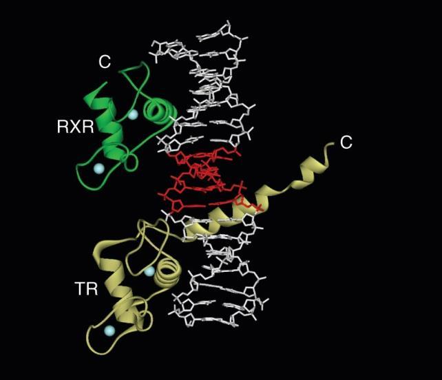 receptor (RAR) peroxisome proliferator-activated receptor (PPAR) 등이있다.