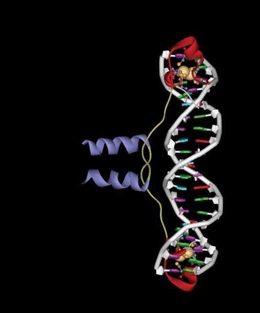 The Gal4, a yeast transcription activator protein belong to the Cys6 zinc family. Gal4 는 Zn 2 C 6 binuclear cluster 를이루며두개의 zinc ion 이 6 개의 cysteine 과결합을한다.