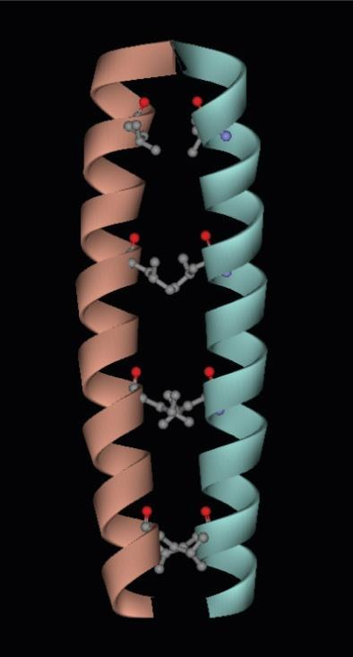 domain 인 basic region leucine zipper (bzip) protein 을갖는 activator protein 에대하여배운다.
