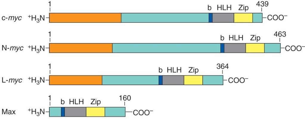 bhlhzip proteins have both HLH and leucine zipper motifs 많은
