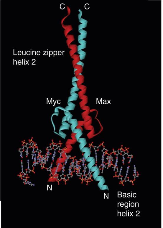 zipper site 도있다. 이들을 bhlh zip protein 이라고하며일부는정상세포를암세포로전환시킨다.