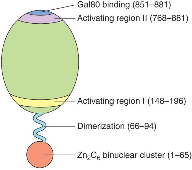 Gal4 has DNA binding and activation domains Gal4 regulator protein 을이용한 activation domain 연구.