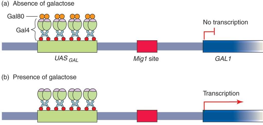 Mig1 은 multicopy inhibitor of GAL gene 으로 C 2 H 2 zinc finger 를 DNA binding domain 에갖고있다.