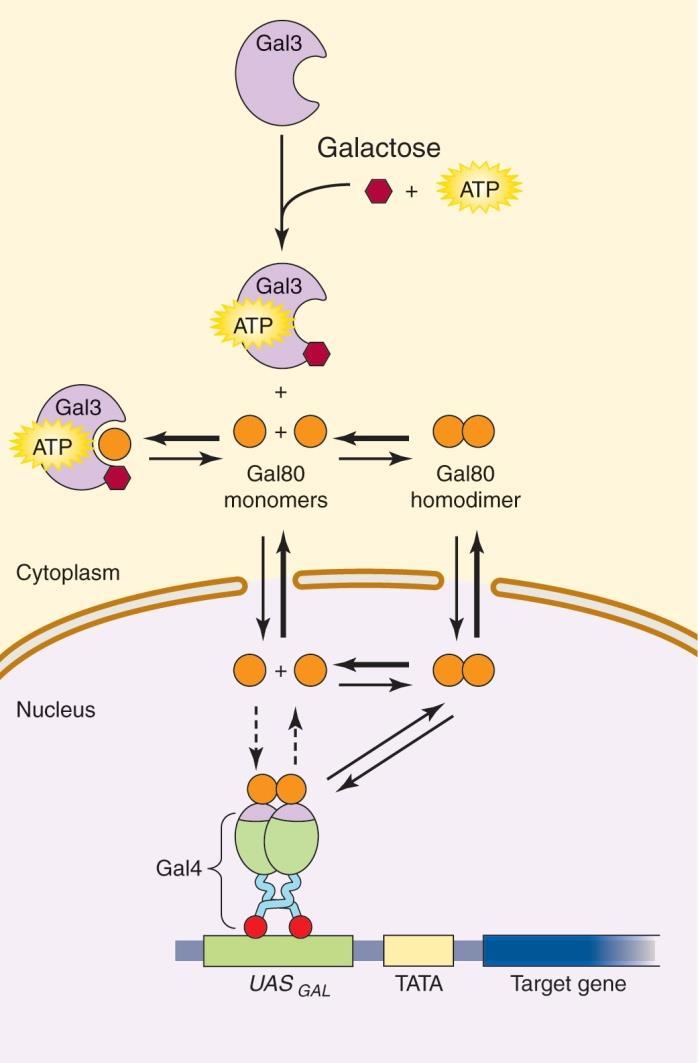 The GAL gene switch model for GAL activation and repression galactose 가첨가되면 Gal3 는 galactose 와 ATP 와결합하여 Gal3 galactose ATP complex