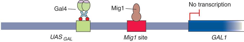 이로인하여 activating region II 가자유로워지고 RNA polymerase transcription machinery 와작용을하여전사가일어나게한다.