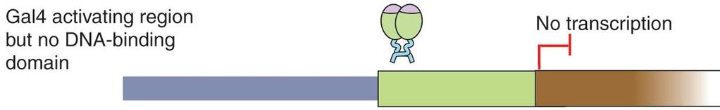 에결합을못해전사가안됨 Gal4 activating domain 과 LexA DNA-binding domain 을 fusion 시키면 LexA site 에결합한후 Gal4 의 activating