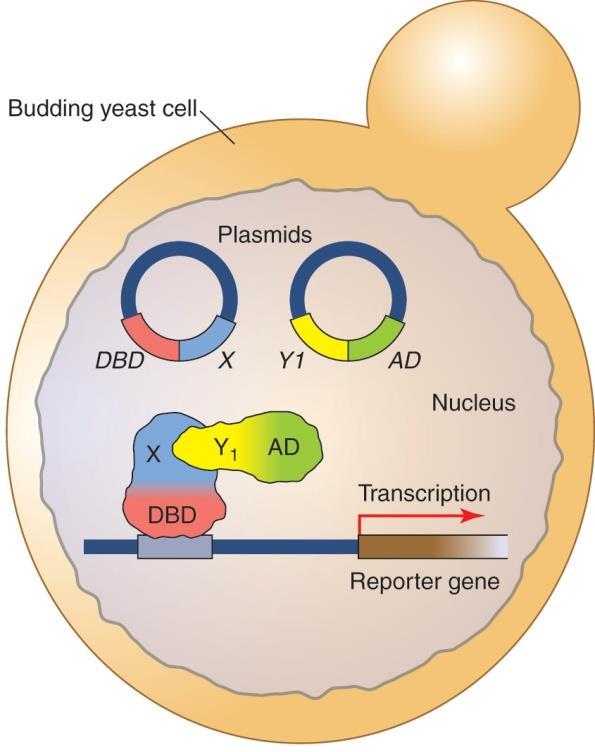 The yeast two-hybrid system detects protein-protein interactions 바로앞에서 DNA-binding domain 과 activation domain 이다른 peptide 에있어도작용한다는원리를이용하여 proteinprotein interaction 을조사하는것이 two-hybrid system 이다.