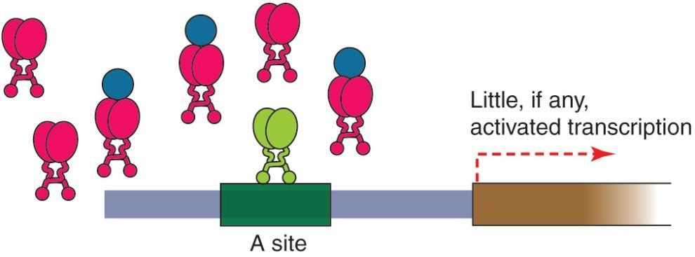 이들은 activator 간에어떠한 limiting target 에대하여경쟁을하기때문이다. limiting factor 는 TBP 나 RNA polymerase 등이아니라 mediator 라는물질임.