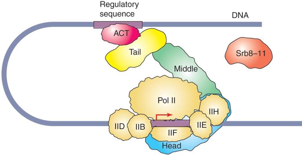 Middle domain 은 Med 9/10 을포함하며 CTD 지역과관계를맺으나 activator protein 이결합한후에 regulatory signal 을전달하는데역할을한다.
